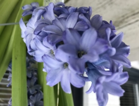 Flower bulb route