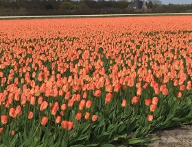 Flower bulb route