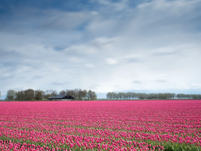 Flower bulb route