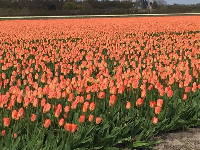 Flower bulb route