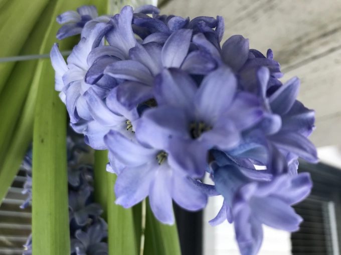 Flower bulb route